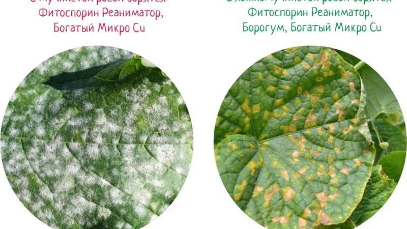 Болезни растений: причины, симптомы и методы лечения