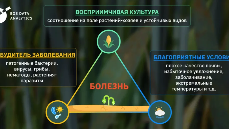 Болезни растений: типы, симптомы и методы борьбы