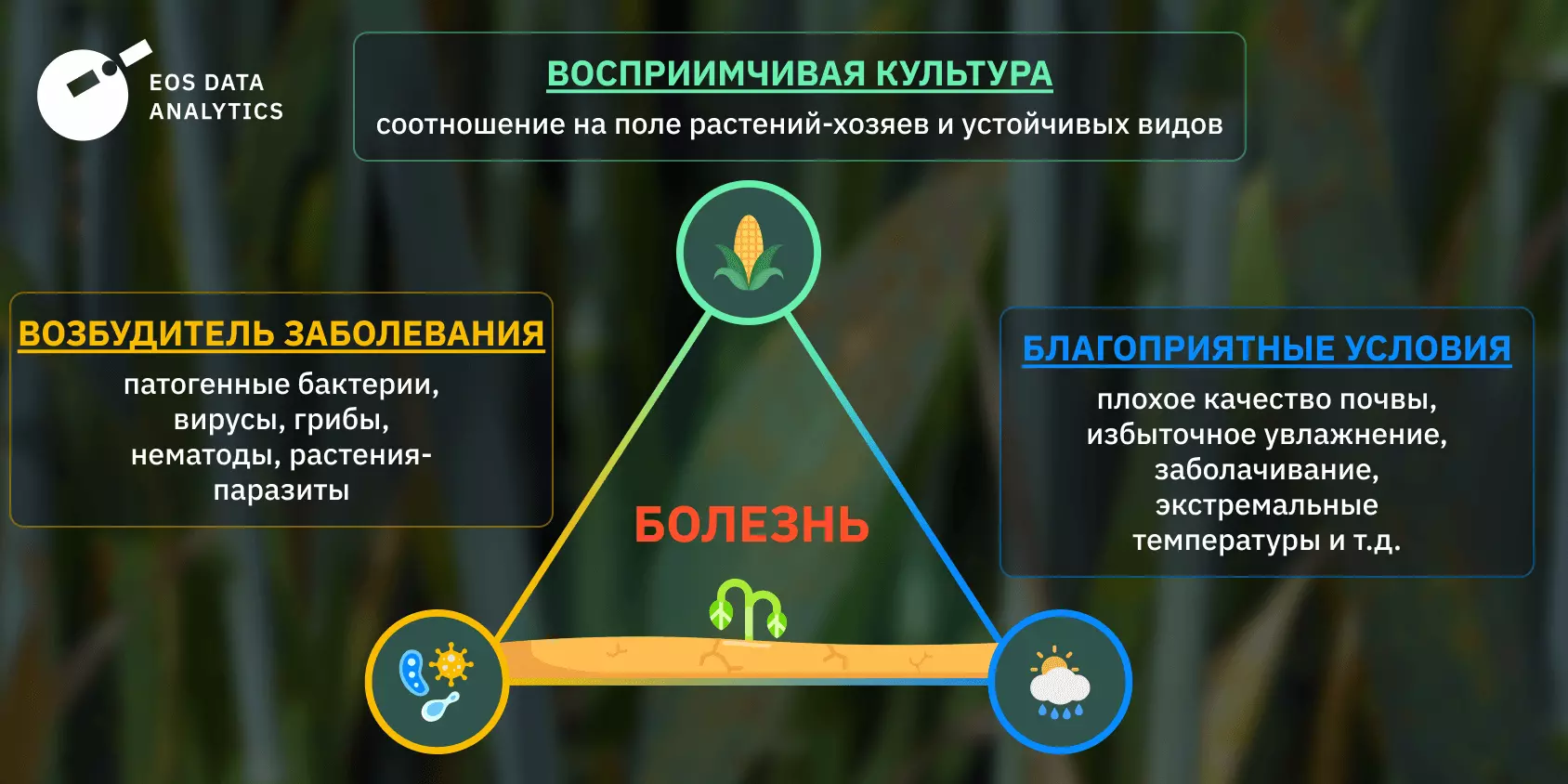 Болезни растений: типы, симптомы и методы борьбы