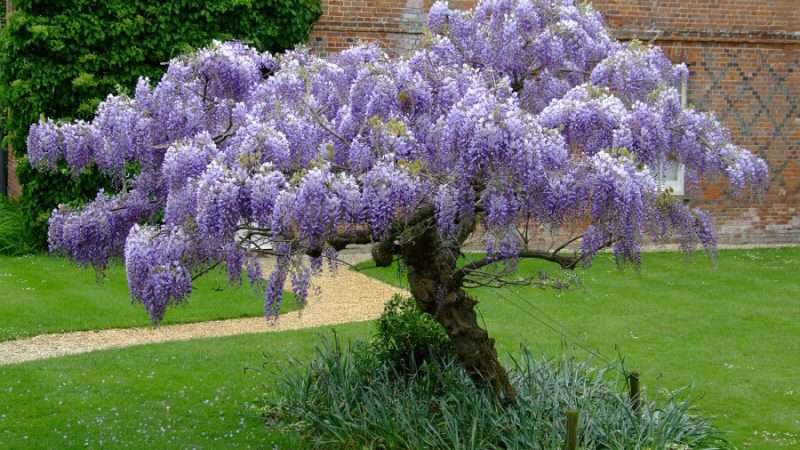 Быстрорастущие декоративные деревья и кустарники для дачи