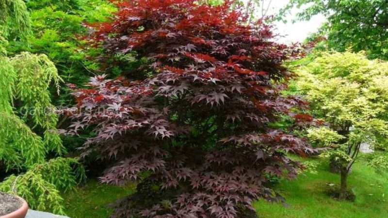 Быстрорастущие плодовые деревья и кустарники для дачи: выбираем лучшие сорта и обеспечиваем обильный урожай