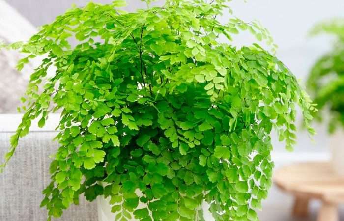 Венерин волос: Уход в домашних условиях