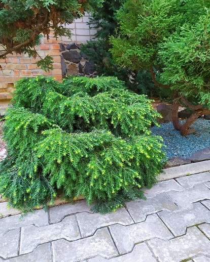 Влаголюбивые деревья и кустарники для дачи: выбор и посадка