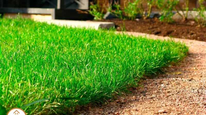 Выбор газона для дачи: типы, преимущества и недостатки