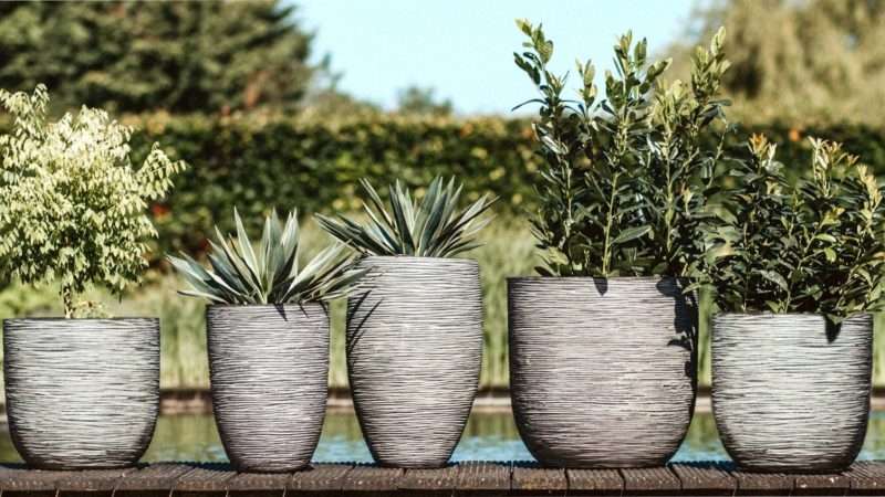 Выбор идеального горшка для выращивания цветов