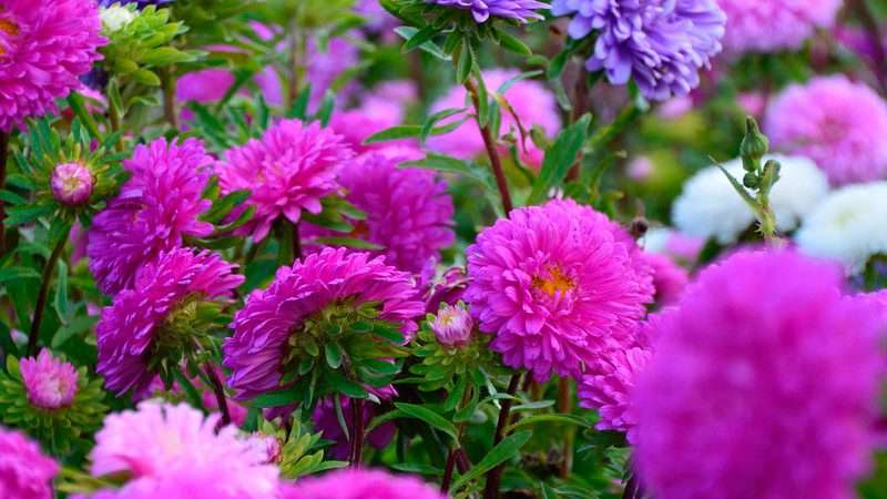 Выращивание Астр: Подробное Руководство для Обильного Цветения