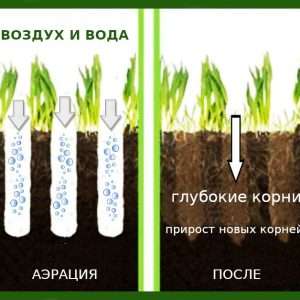 Выращивание газона на даче: пошаговая инструкция