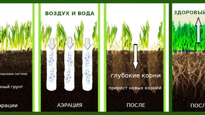 Выращивание газона на даче: пошаговая инструкция