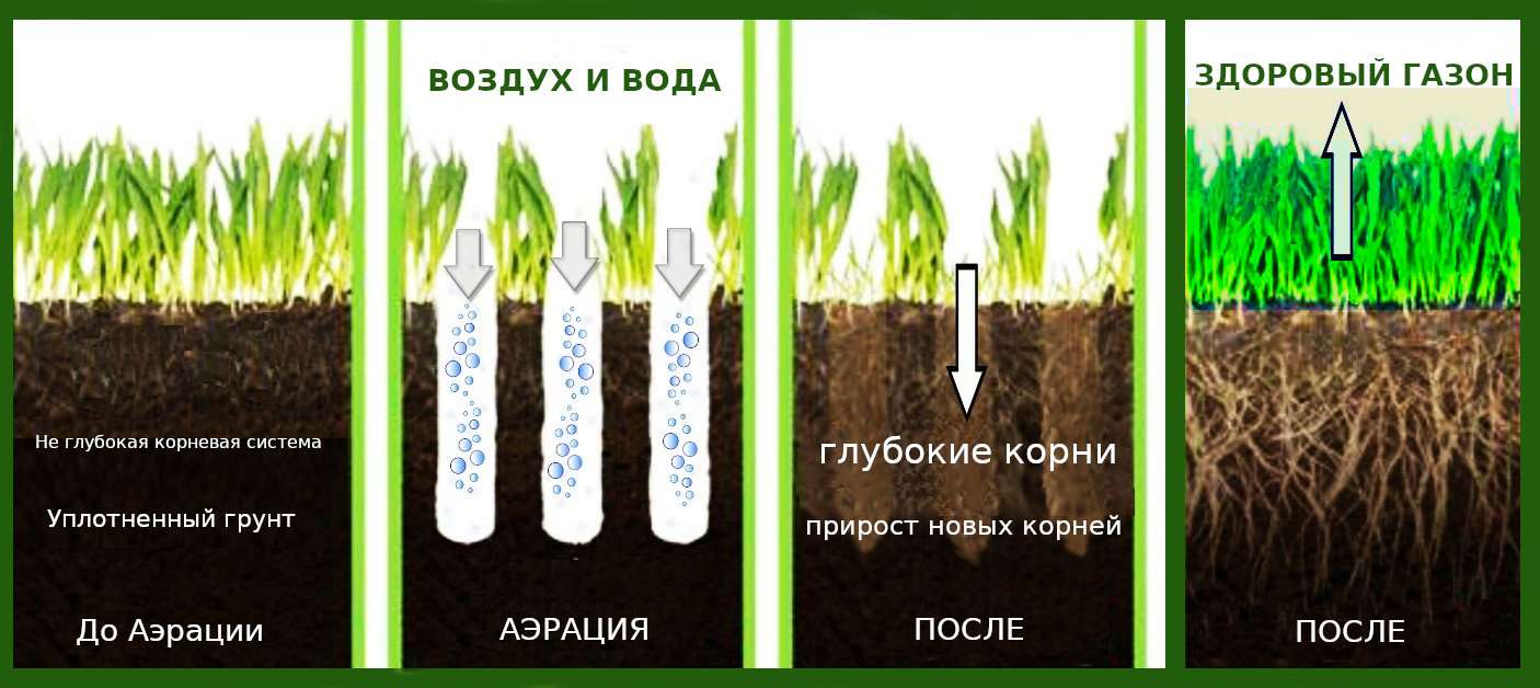 Выращивание газона на даче: пошаговая инструкция