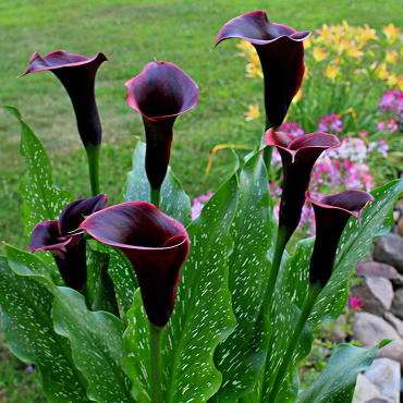 Выращивание каллы в саду: советы и рекомендации