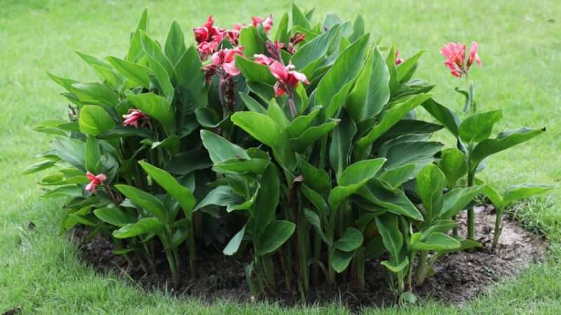 Выращивание канны: подробное руководство