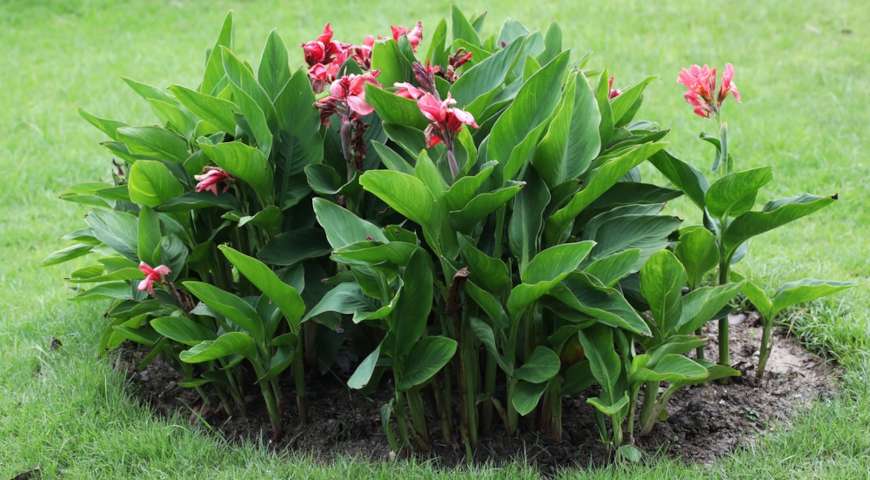 Выращивание канны: подробное руководство