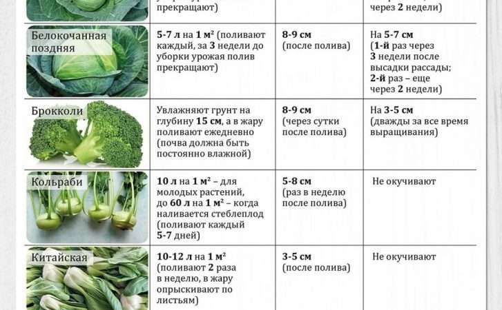 Выращивание капусты: от рассады до урожая