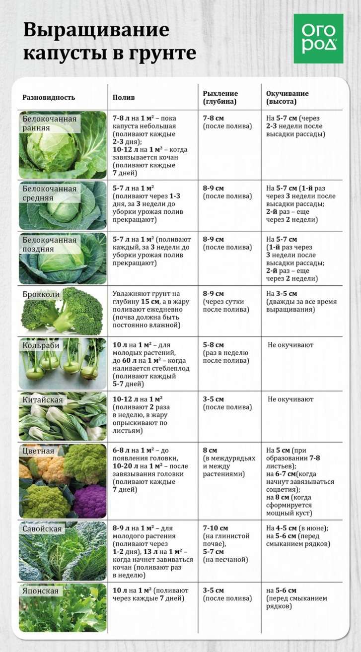Выращивание капусты: от рассады до урожая