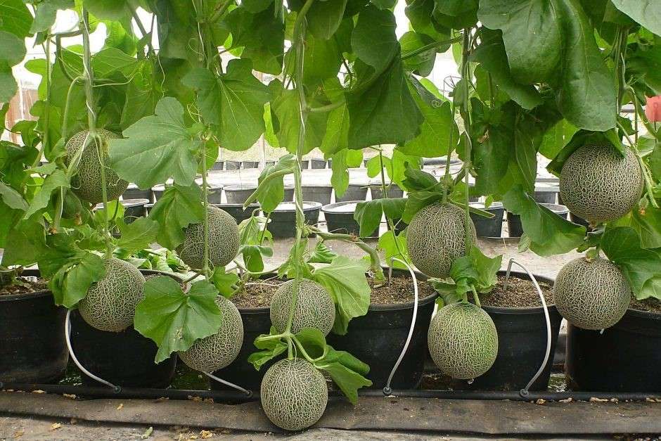 Выращивание рассады дыни: подробное руководство