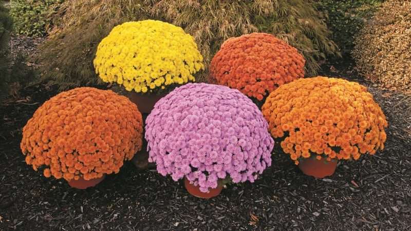 Выращивание хризантем: от выбора сорта до защиты от вредителей