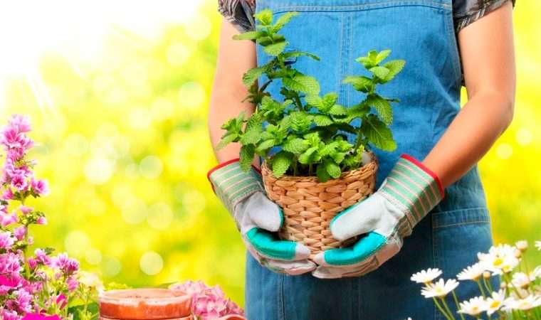 Выращивание цветов в саду: от выбора до ухода