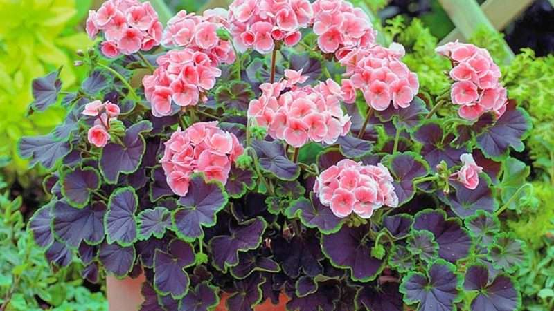 Выращивание цветов из семян: лучшие цветы и советы для начинающих садоводов