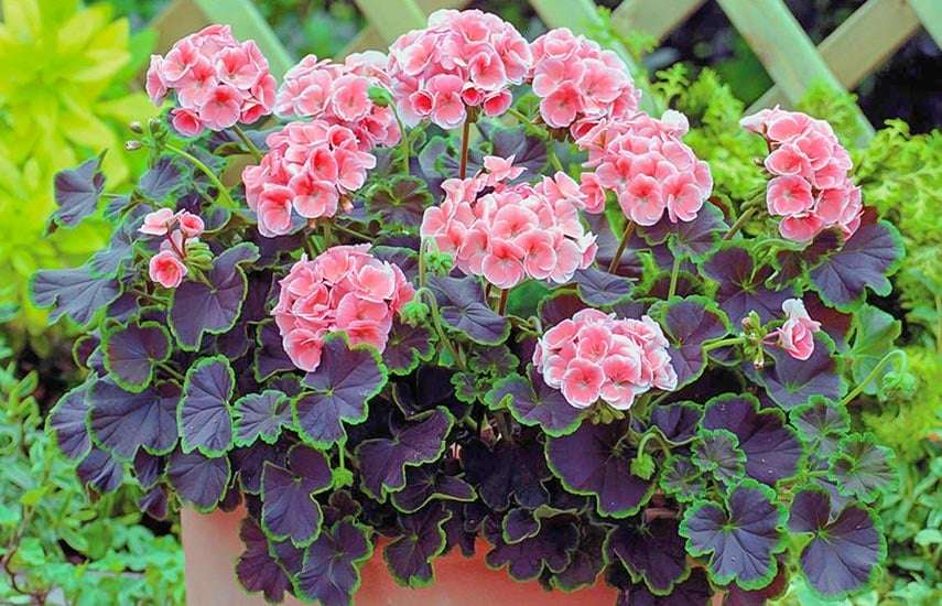 Выращивание цветов из семян: лучшие цветы и советы для начинающих садоводов