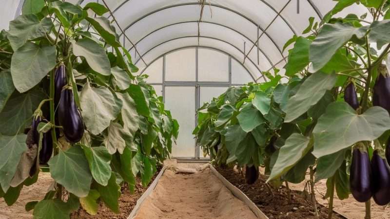 Высадка рассады баклажан в теплицу: подробное руководство