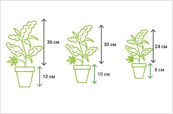 Как выбрать идеальный горшок для комнатных цветов