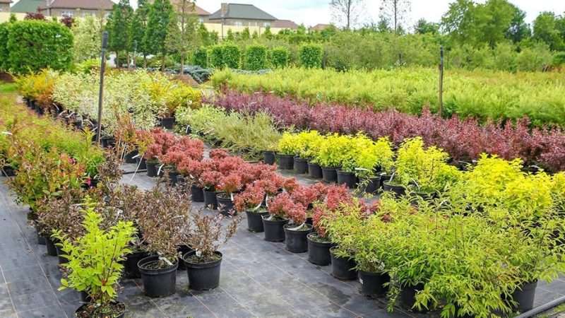Как выбрать питомник деревьев и кустарников для дачи