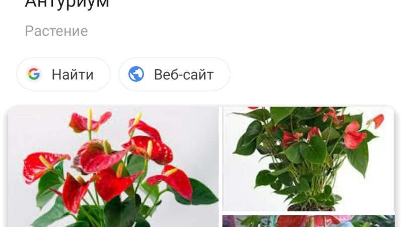 Как определить название комнатного растения по фотографии