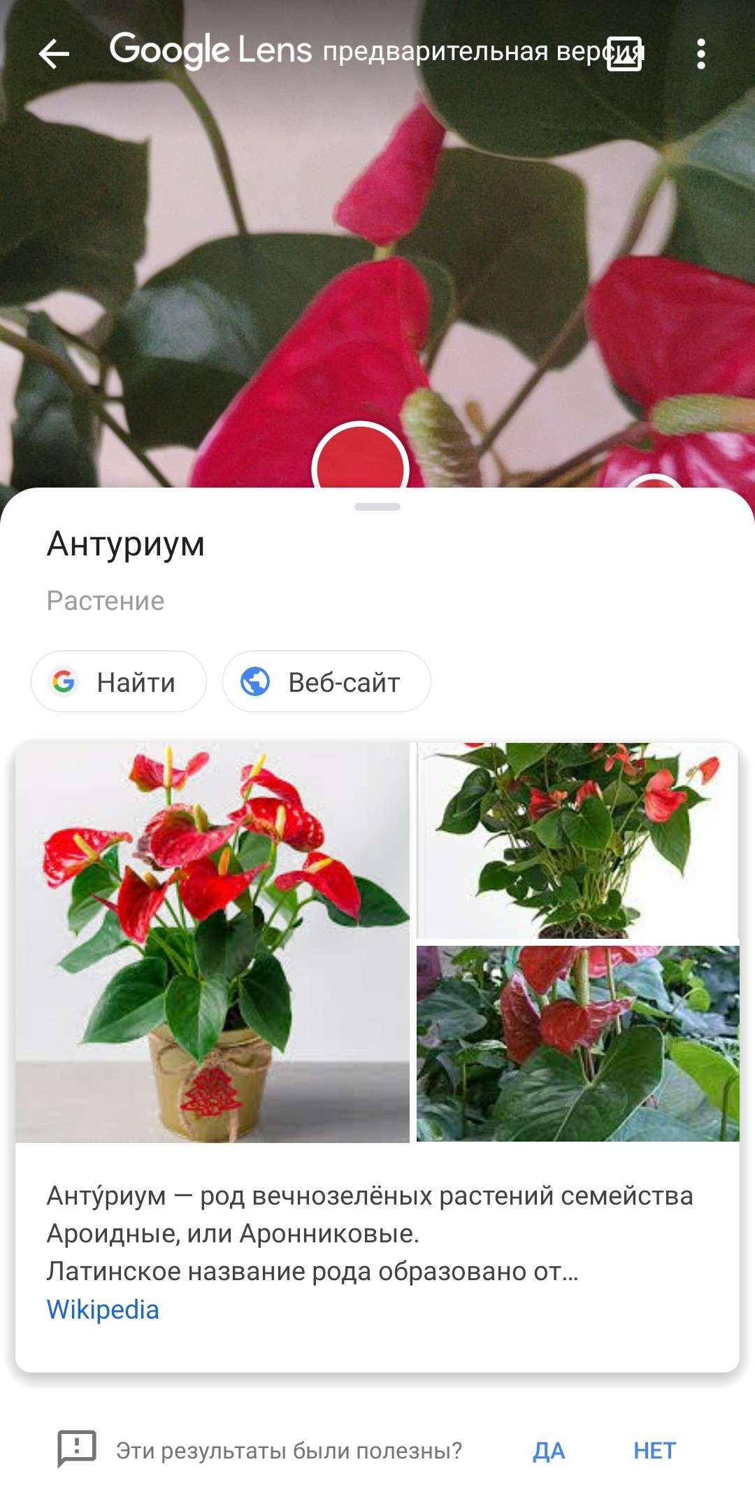 Как определить название комнатного растения по фотографии
