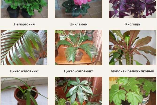 Каталог комнатных цветов с фотографиями и названиями