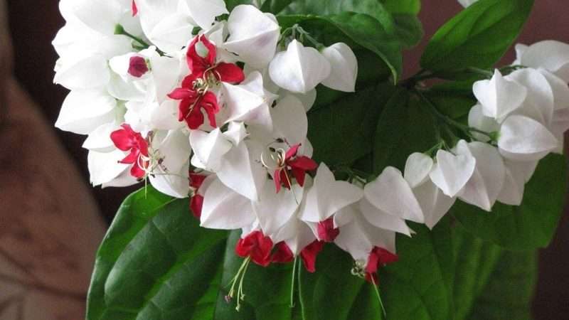 Клеродендрум: уход в домашних условиях