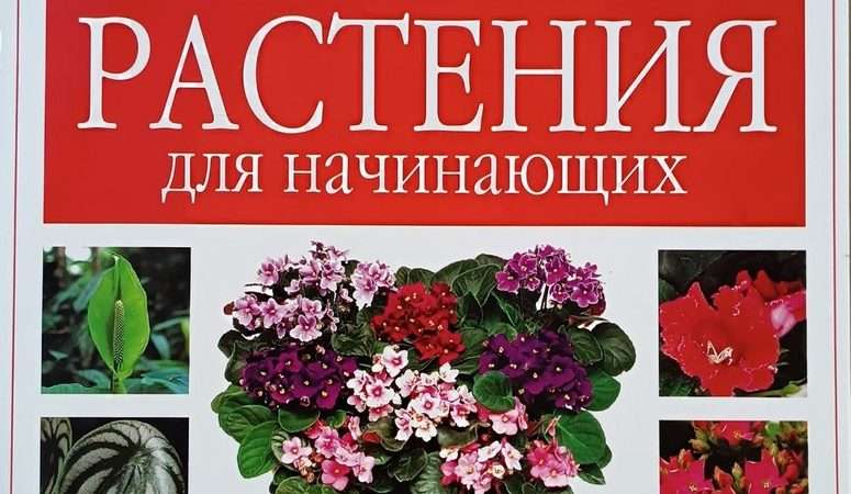 Комнатные растения: руководство по уходу для начинающих