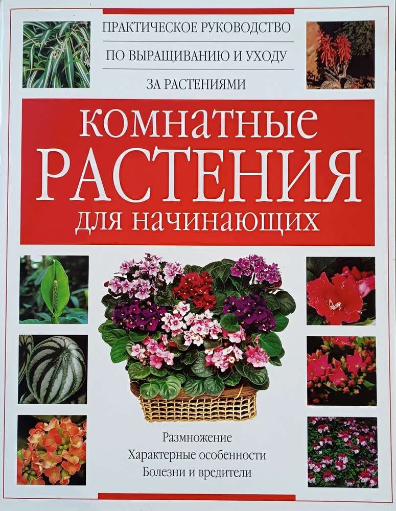 Комнатные растения: руководство по уходу для начинающих
