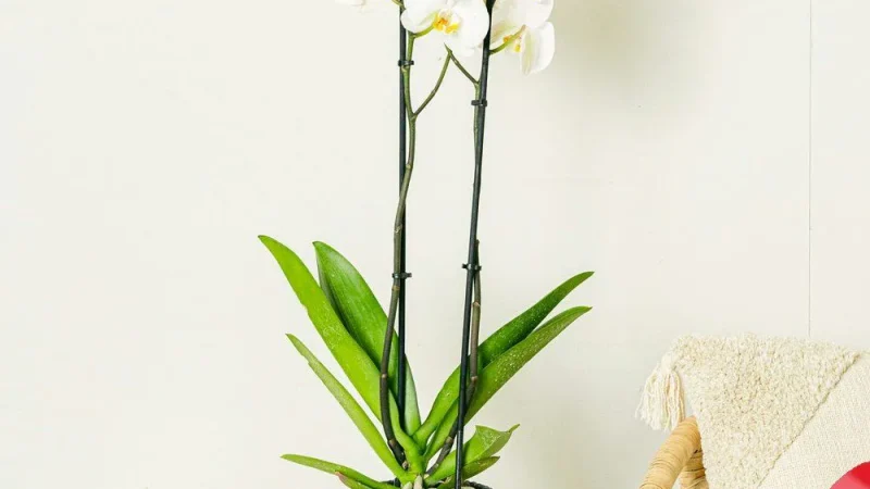 Комнатные цветы с белыми цветками: создаем атмосферу чистоты и уюта