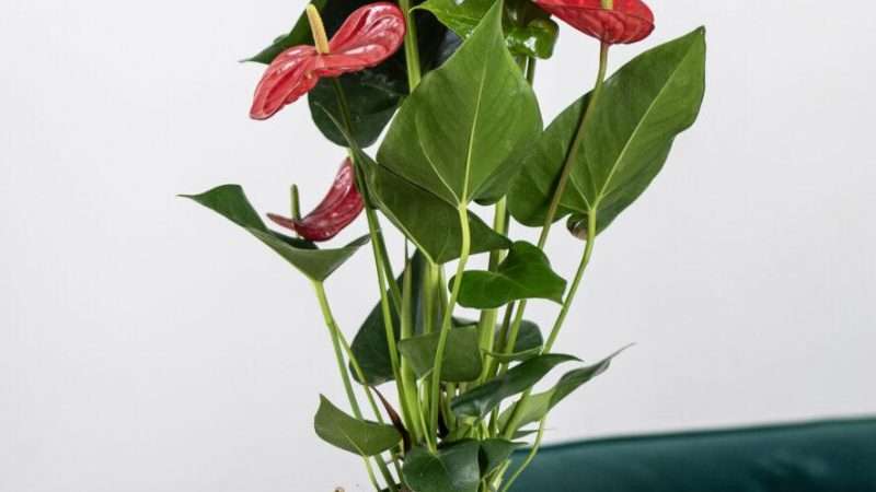 Комнатные цветы с красными цветами: создаем яркий акцент в интерьере