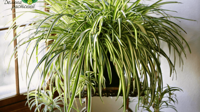 Комнатные цветы: секреты успешного выращивания и ухода