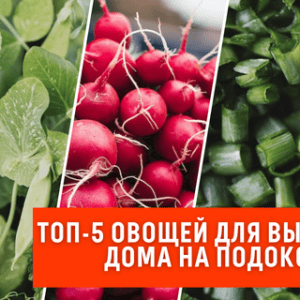 Лучшие сорта овощей для выращивания на подоконнике