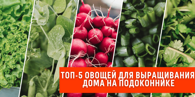 Лучшие сорта овощей для выращивания на подоконнике