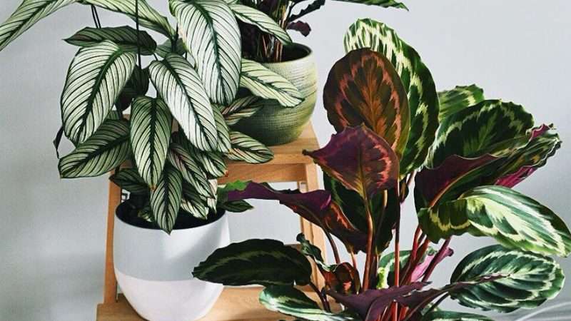 Мир комнатных растений: интересные и необычные виды