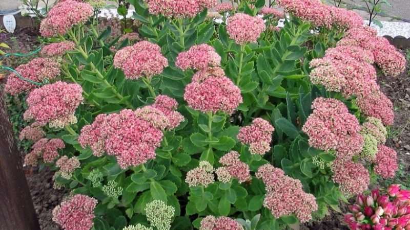 Многолетние цветы: секреты успешного выращивания и ухода