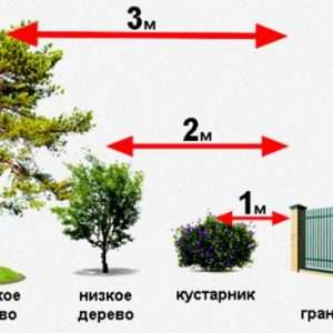 Нормы посадки деревьев и кустарников на дачном участке