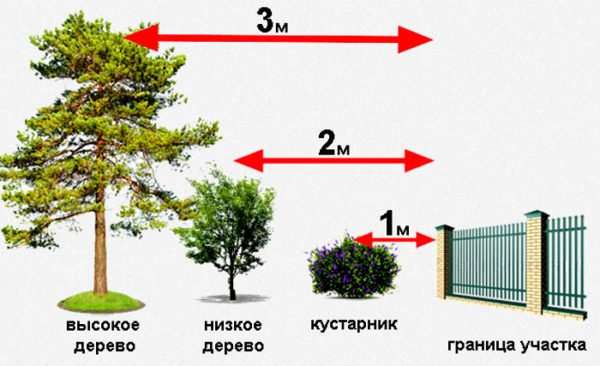 Нормы посадки деревьев и кустарников на дачном участке