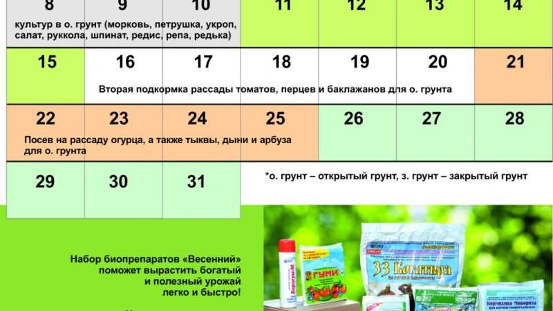 Оптимальные сроки посадки рассады баклажанов в теплицу
