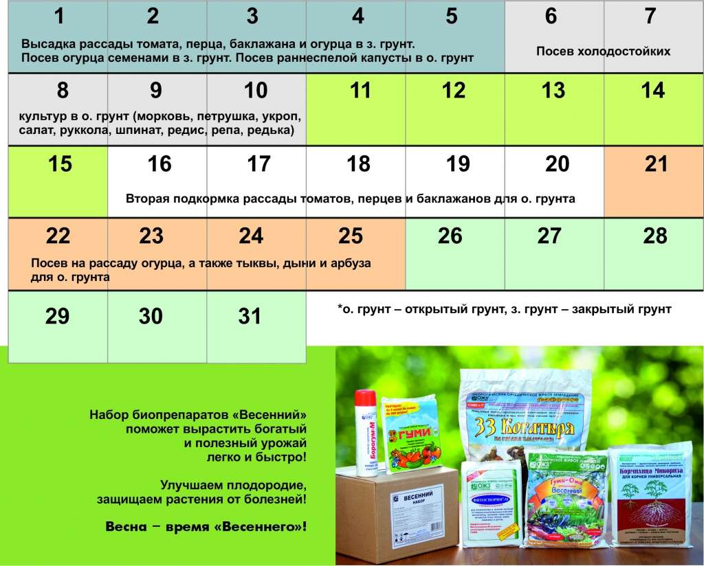 Оптимальные сроки посадки рассады баклажанов в теплицу