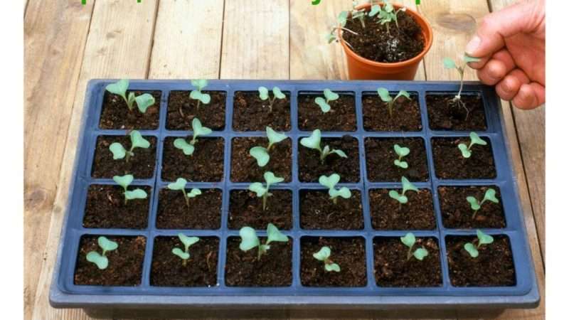 Оптимальные сроки посева брокколи на рассаду