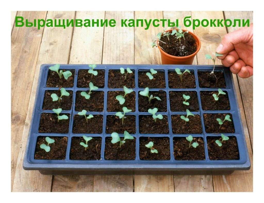 Оптимальные сроки посева брокколи на рассаду