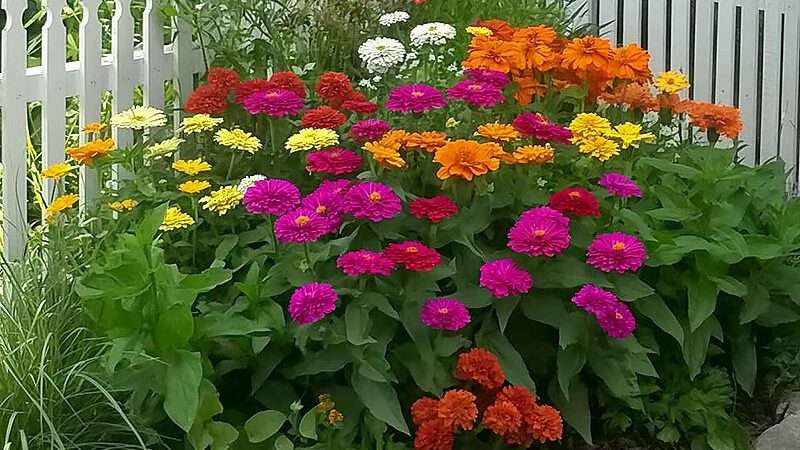 Оформление дачи цветами: идеи и вдохновение для создания цветочного рая