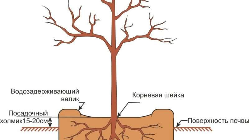 Пересадка деревьев и кустарников на даче: полное руководство