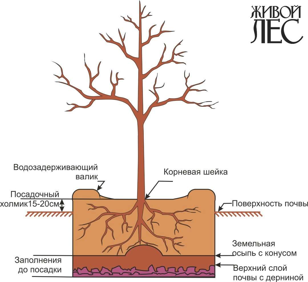 Пересадка деревьев и кустарников на даче: полное руководство