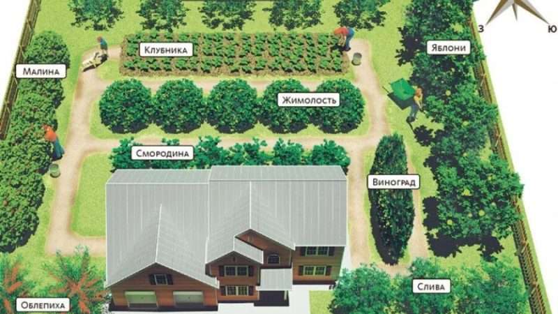 Пересадка деревьев и кустарников на дачном участке