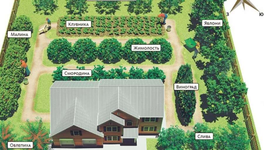 Пересадка деревьев и кустарников на дачном участке